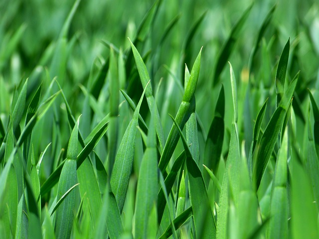 Free Grass Meadow photo and picture
