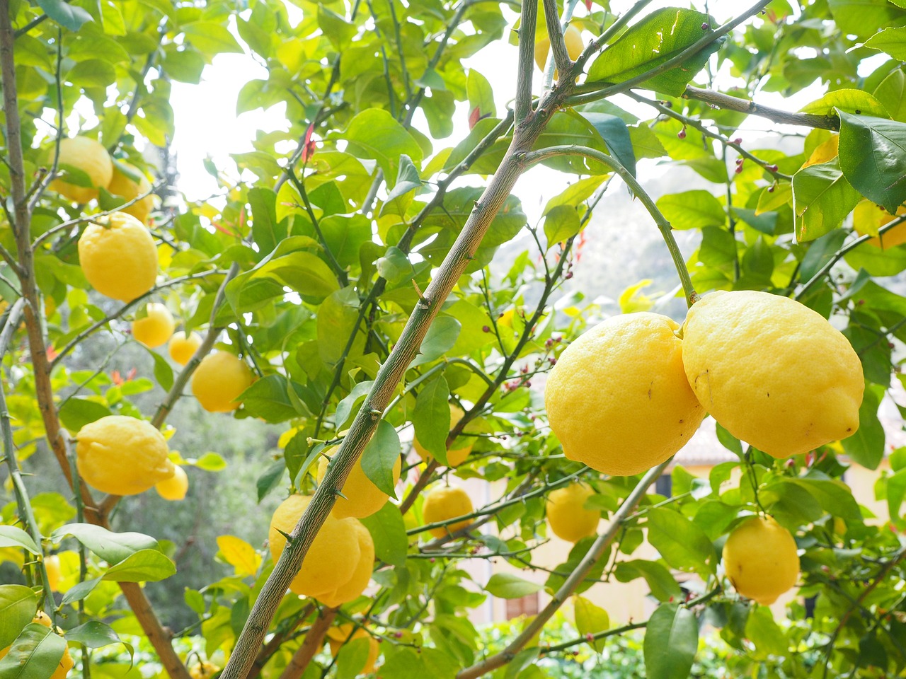 Free Lemon Limone photo and picture