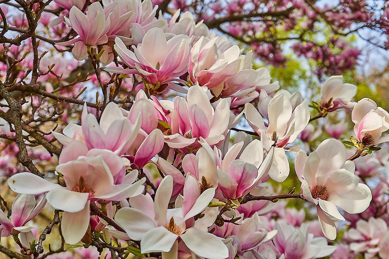 Free Tulip Magnolia Magnolia × Soulangeana photo and picture